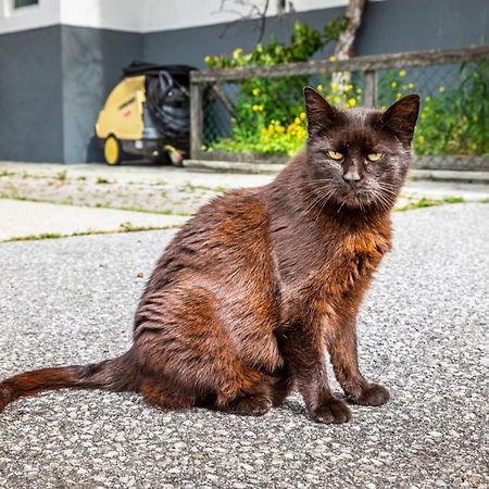 Appartamento Biohof Untergrabenbauer Lidaun Esterno foto