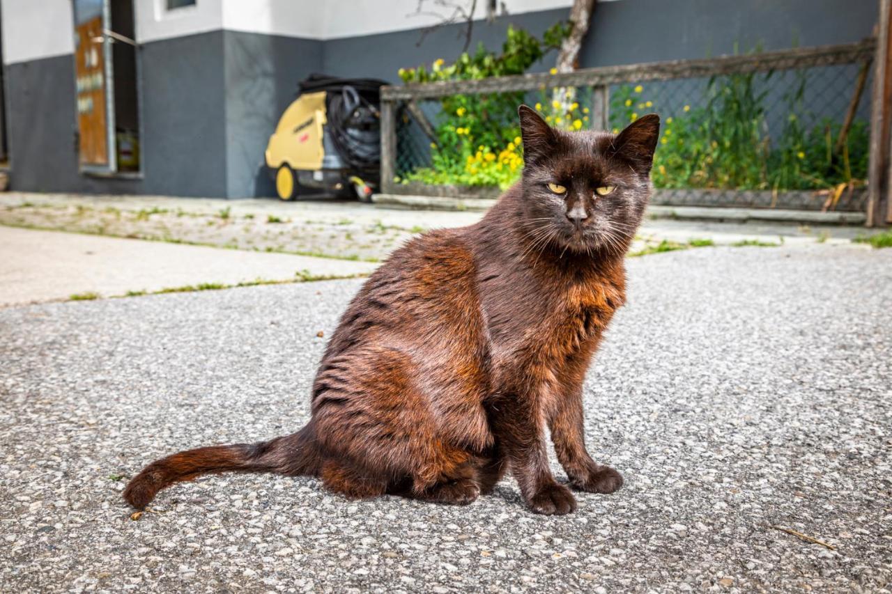 Appartamento Biohof Untergrabenbauer Lidaun Esterno foto