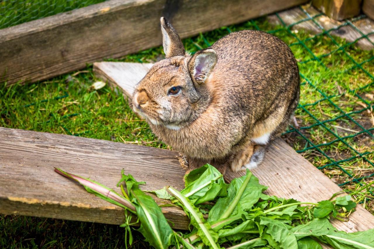 Appartamento Biohof Untergrabenbauer Lidaun Esterno foto